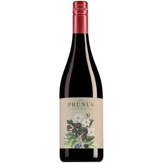 Prunus Tinto